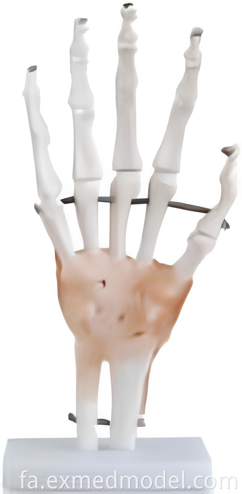 Life-size Hand Joint with Ligaments